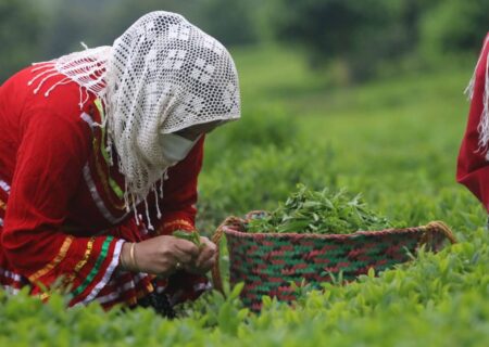 پرداخت ۵۱ درصد بهای برگ سبز چای به چایکاران شمال