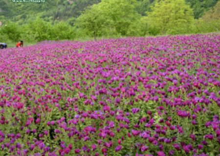 برداشت قریب به ۹ هزار تن انواع گیاه دارویی در گیلان