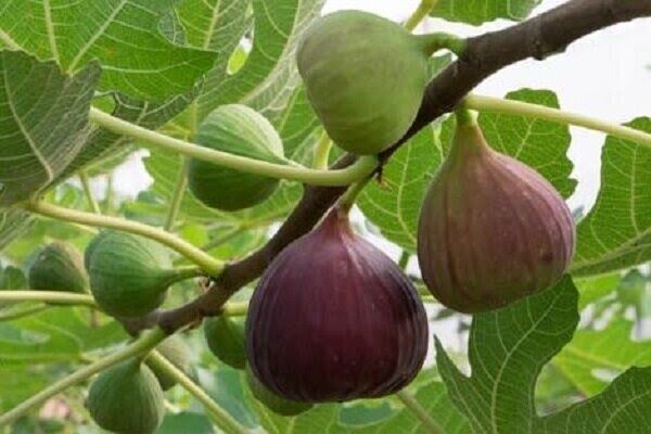 برداشت یک هزار و ۷۶۰ تن انجیر در گیلان