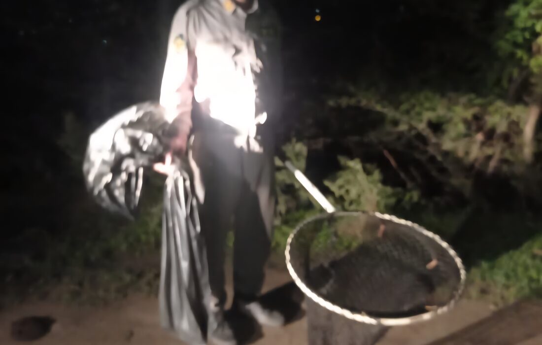 رهاسازی ۴ فرد سنجاب در زیستگاه طبیعی ماسال؛ گامی مؤثر در حفاظت از حیات‌وحش گیلان