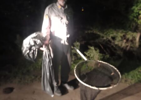 رهاسازی ۴ فرد سنجاب در زیستگاه طبیعی ماسال؛ گامی مؤثر در حفاظت از حیات‌وحش گیلان