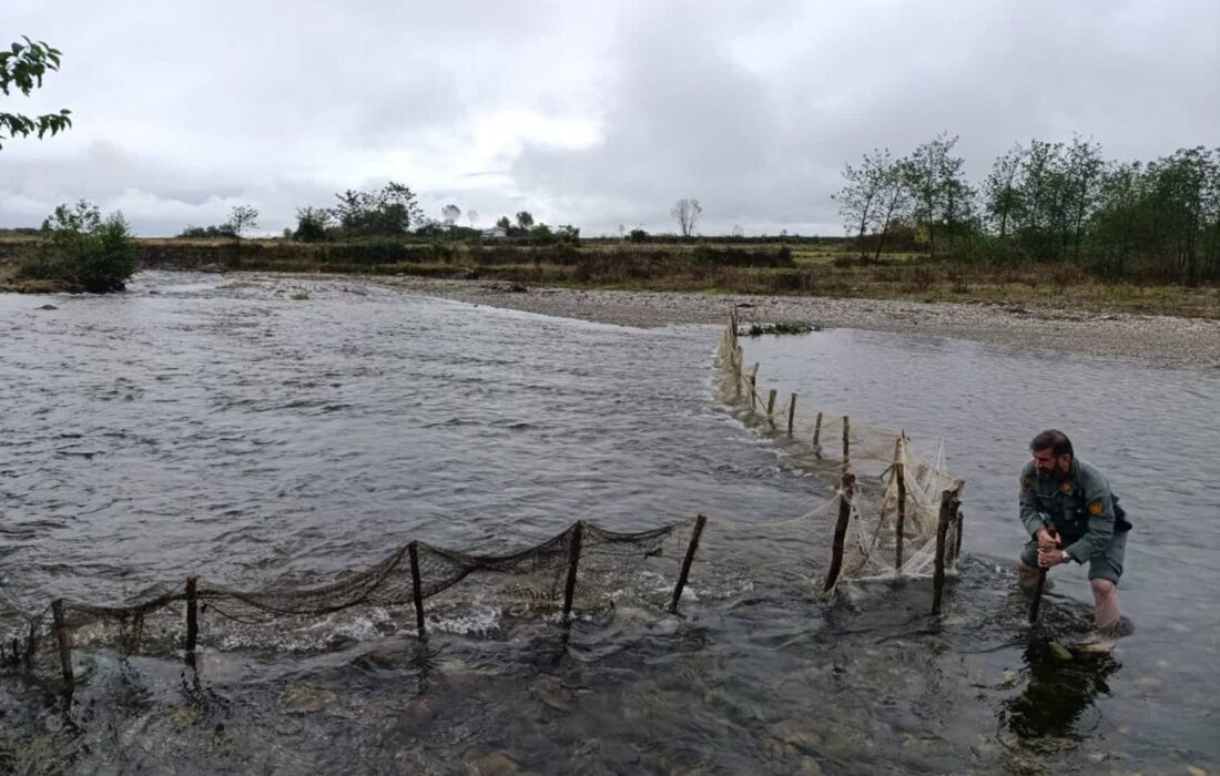 جمعآوری سد غیرمجاز ماهیگیری در رودخانه ناورود تالش همزمان با آغاز فصل مهاجرت ماهیان آزاد