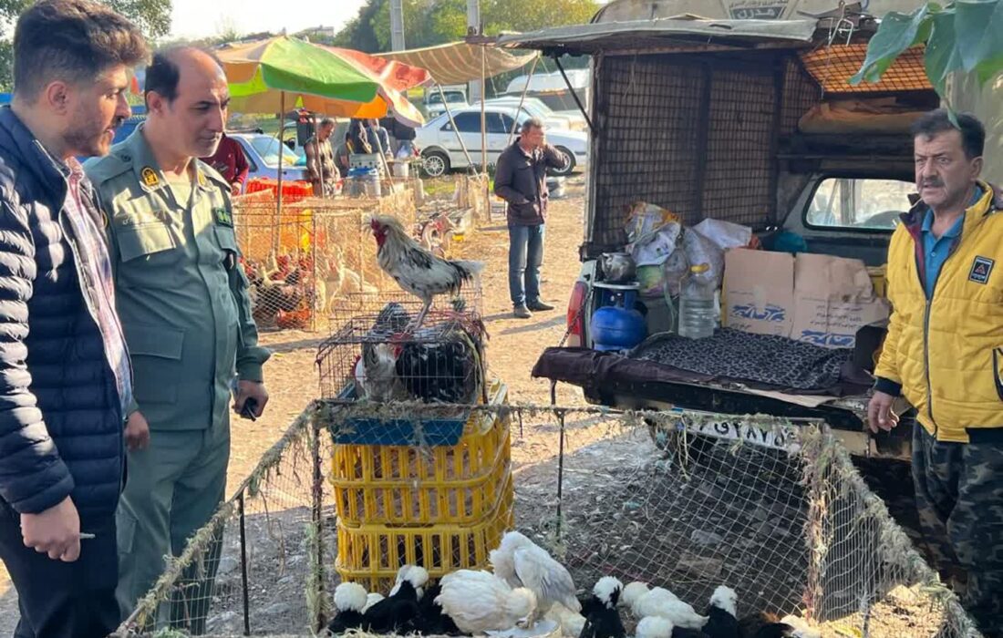 پایش مستمر بازارهای محلی ماسال و شاندرمن برای مقابله با آنفلوآنزای پرندگان
