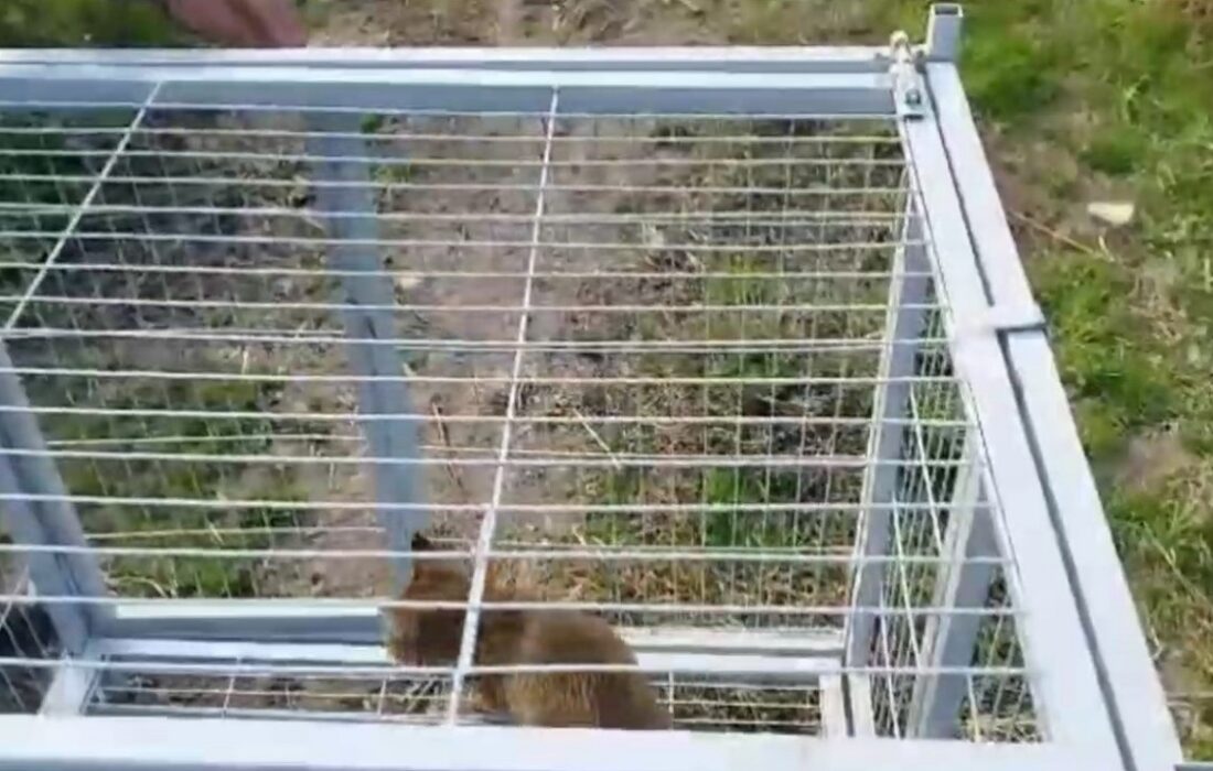 نجات گربه وحشی از تله مرگ در خمام