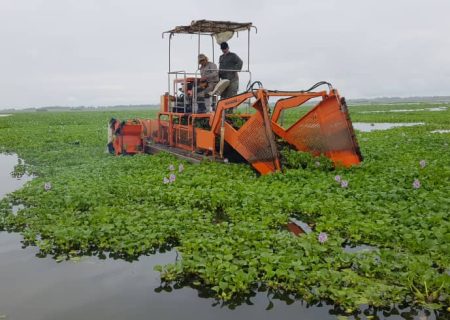 ۴۰ تن‌ سنبل آبی از تالاب انزلی جمع‌آوری و معدوم شد