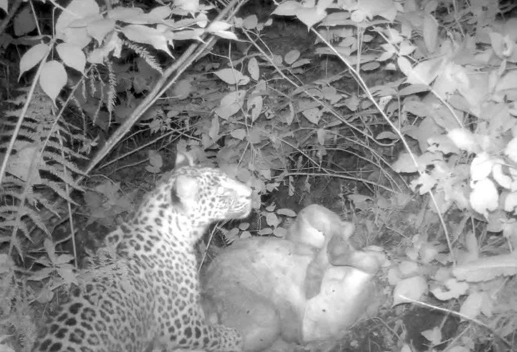 گیلان جولانگاه ارزشمند پلنگ در ایران +فیلم