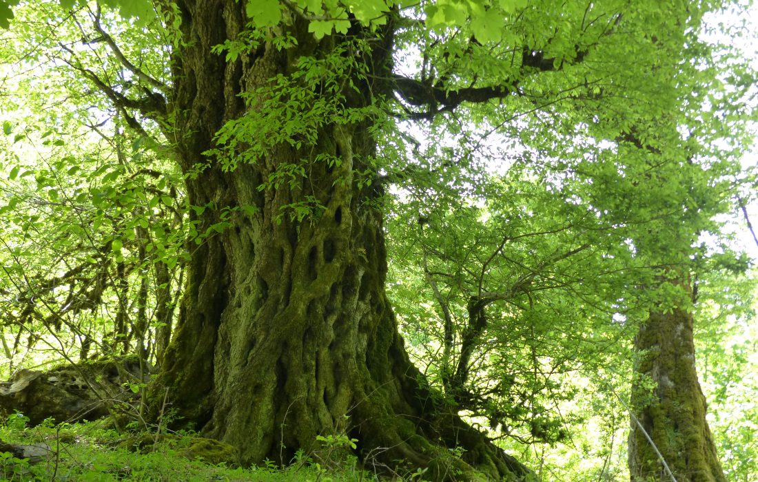 آغاز نصب پلاک ثبتی و تابلو راهنمای جنگل‌های هیرکانی گیلان