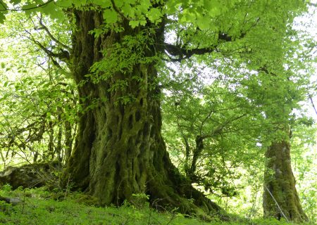 آغاز نصب پلاک ثبتی و تابلو راهنمای جنگل‌های هیرکانی گیلان