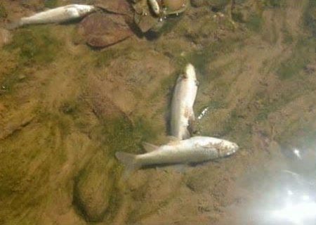 معرفی پیمانکار اتلاف صدها قطعه از ماهیان رودخانه قلعه‌رودخان به قانون