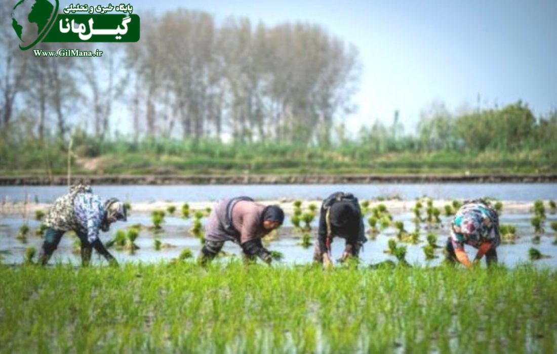 همکاری بیش از ۸۵۰ نفر در سرشماری عمومی کشاورزی گیلان