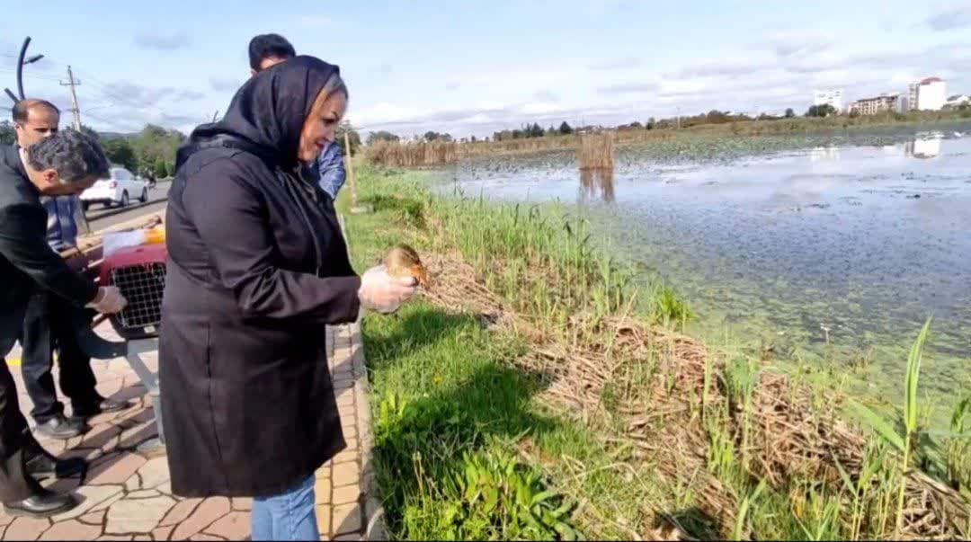 کشف و رهاسازی  ۱۳ پرنده مهاجر از فروشندگان غیرمجاز در لنگرود