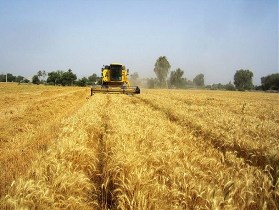 بیش از ۴۱۱ روستای گیلان مجری طرح جهش تولید در دیمزارها