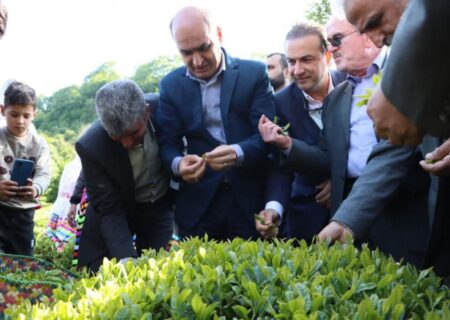 آغاز برداشت برگ سبز چای در گیلان