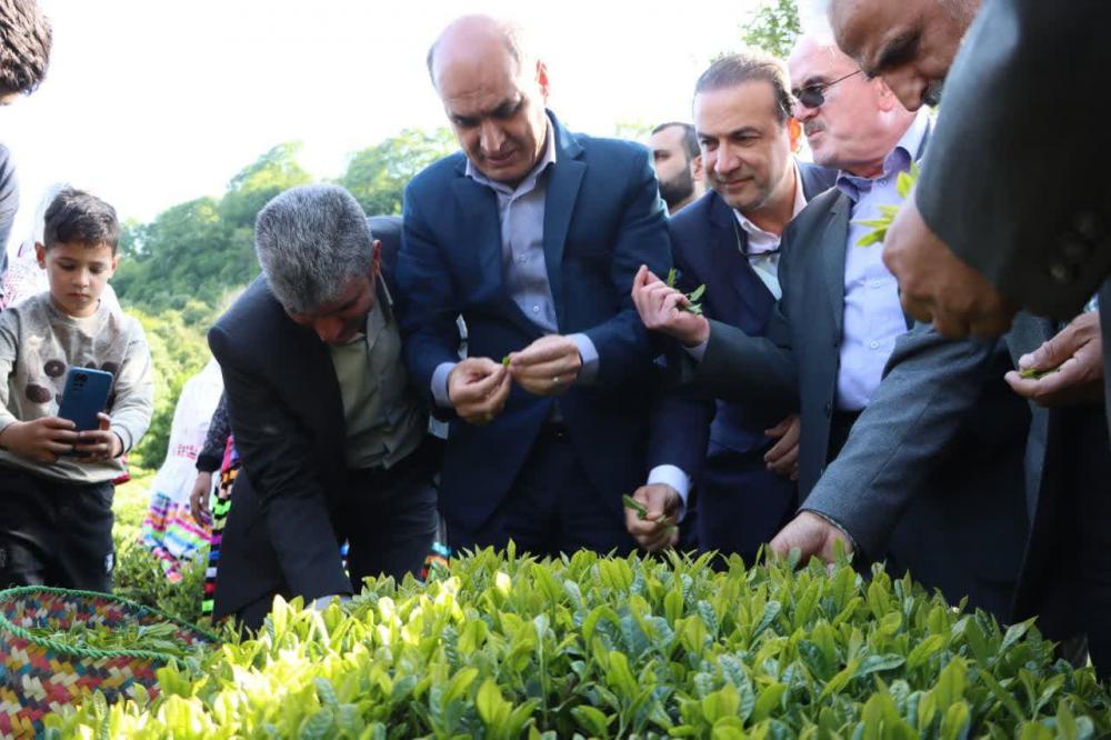 آغاز برداشت برگ سبز چای در گیلان