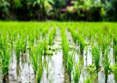 آغاز مرحله پنجم آبگذاری شالیزارهای منطقه مرکزی گیلان از ۷ تیر