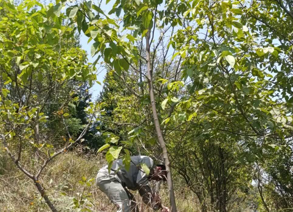باغ بزرگ پرورش درختان مهاجم پائولونیا شهرستان مرزی آستارا پاکسازی و امحاء شد