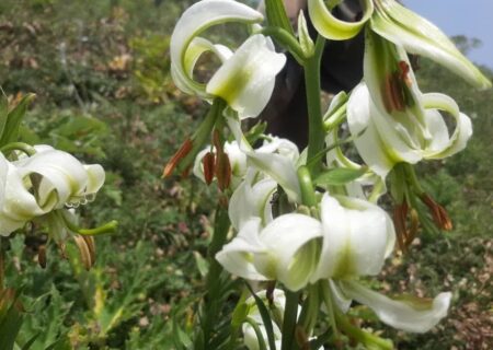 گلدهی سوسن چلچراغ در ارتفاعات کهنه ماسوله فومن