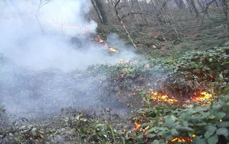 آتش سوزی مناطق جنگلی ۳ شهرستان گیلان در ماه جاری