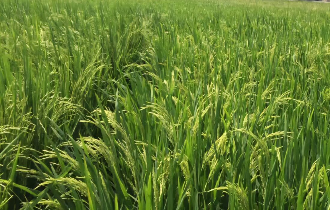 ظهور خوشه برنج در ۹۱ درصد شالیزارهای گیلان