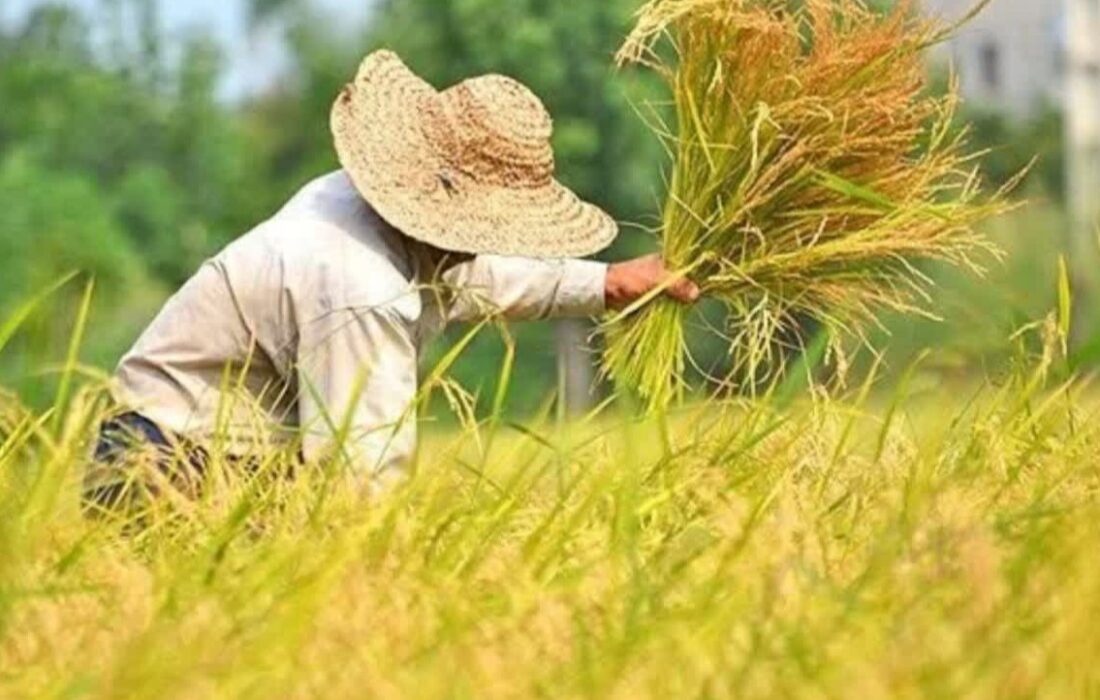 ۴۵ درصد شالیزارهای گیلان آماده برداشت است