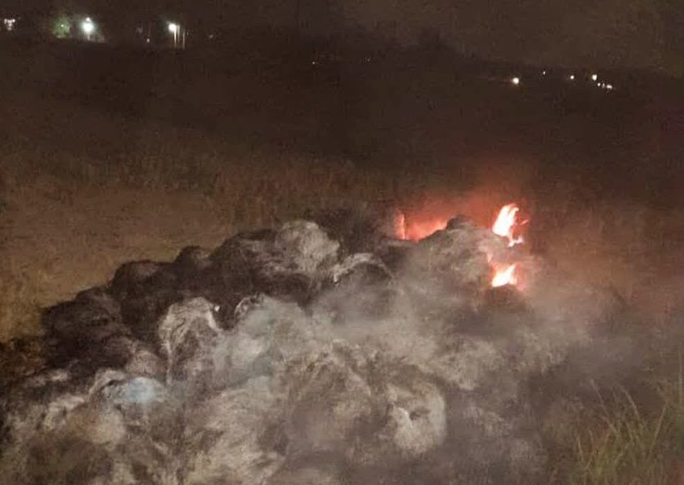 معرفی متخلف آتشزدن کاه و کلش در فومن به مراجع قضایی