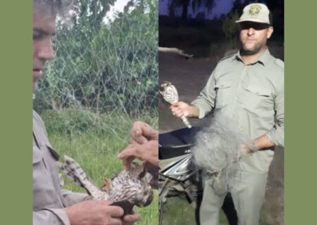 جمع‌آوری تله‌های غیرمجاز و آزادسازی شاهین توسط محیط‌بانان ماهروزه در انزلی