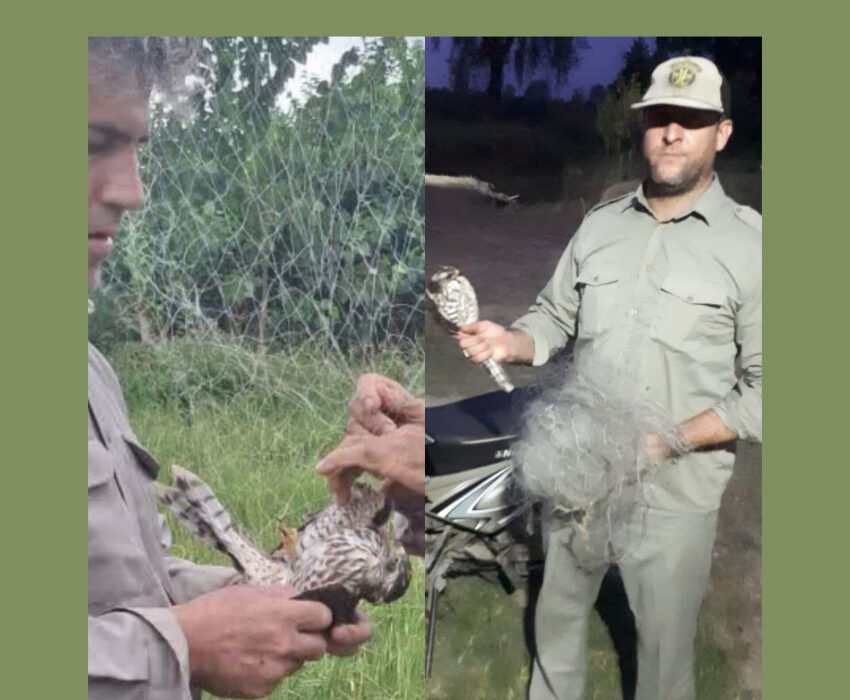 جمع‌آوری تله‌های غیرمجاز و آزادسازی شاهین توسط محیط‌بانان ماهروزه در انزلی