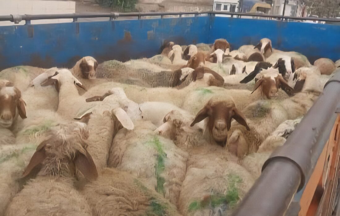 کشف ۵۵ راس احشام فاقد مجوز و توقیف کالای قاچاق در رودبار