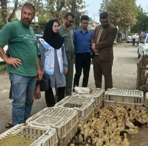 نظارت محیط زیست شفت بر بازارهای محلی برای جلوگیری از شکار و فروش پرندگان وحشی