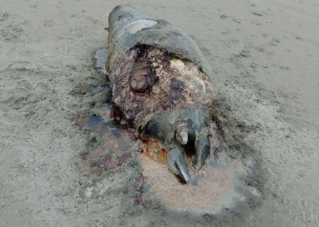 کشف لاشه یک قلاده فوک خزری در ساحل پارک ملی بوجاق