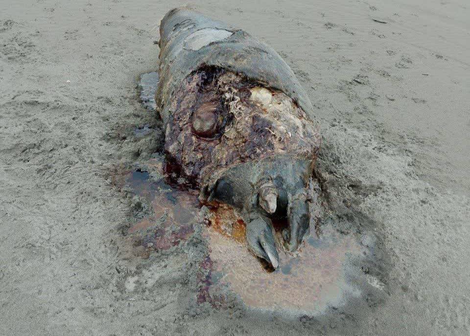 کشف لاشه یک قلاده فوک خزری در ساحل پارک ملی بوجاق