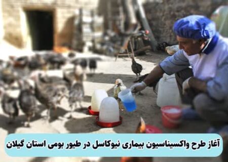 آغاز طرح واکسیناسیون رایگان طیور بومی علیه بیماری نیوکاسل در گیلان