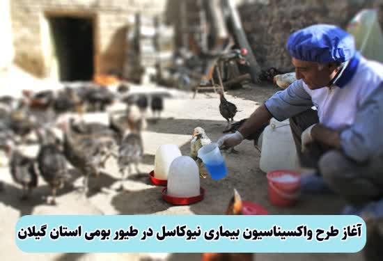 آغاز طرح واکسیناسیون رایگان طیور بومی علیه بیماری نیوکاسل در گیلان