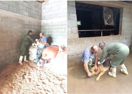 اقدامات پیشگیرانه اداره کل دامپزشکی استان گیلان در کنترل بیماری هاری