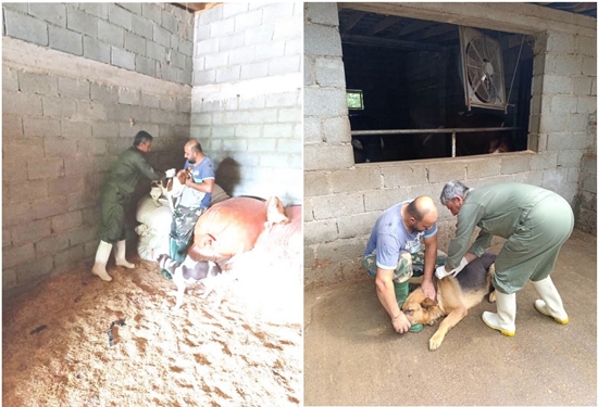 اقدامات پیشگیرانه اداره کل دامپزشکی استان گیلان در کنترل بیماری هاری