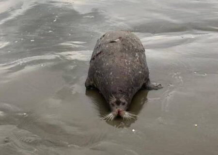 هشدار محیط زیست گیلان به مردم؛ به لاشه فوک‌ها دست نزنید!