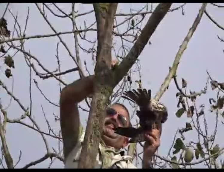 نجات و رهاسازی یک پرنده شکاری گرفتار در تله‌های غیرمجاز در پارک ملی بوجاق