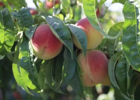 فیلم رنگ‌آمیزی هلو مربوط به رشت نیست