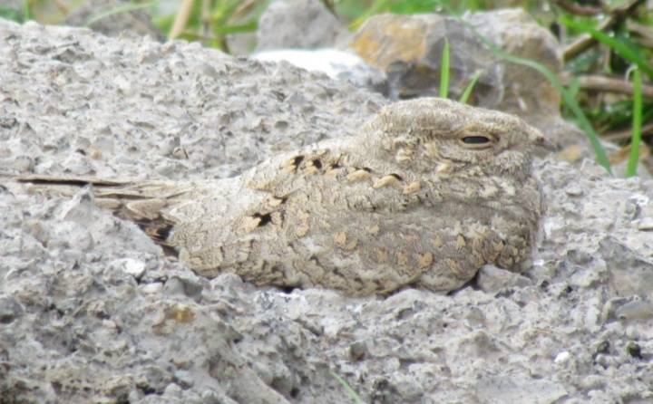 بازگشت شبگرد مصری به گیلان پس از ۶۰ سال