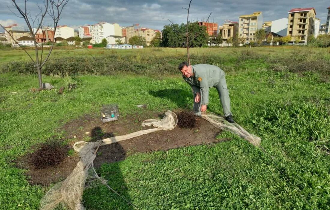 بازگشت ۵۰ قطعه سهره طلایی و چکاوک به زیستگاه‌های آستارا