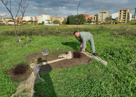 بازگشت ۵۰ قطعه سهره طلایی و چکاوک به زیستگاه‌های آستارا