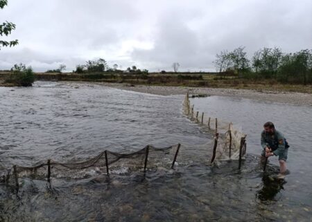 جمع‌آوری سد غیرمجاز ماهیگیری در رودخانه ناورود تالش همزمان با آغاز فصل مهاجرت ماهیان آزاد