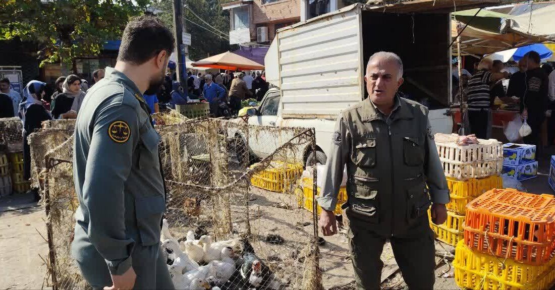 چتر حفاظت محیط زیست بر فراز بازار محلی املش؛ پایانی برای زنده فروشی پرندگان وحشی