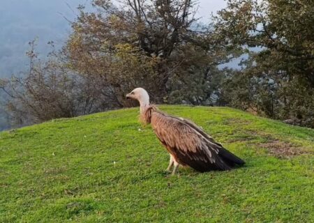 پرواز دوباره کرکس بر فراز ارتفاعات گردنه حیران آستارا