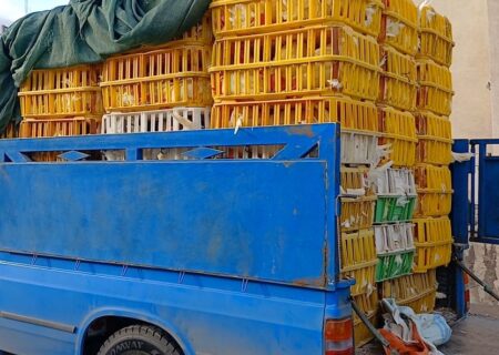 توقیف محموله مرغ زنده فاقدمجوز در رودبار