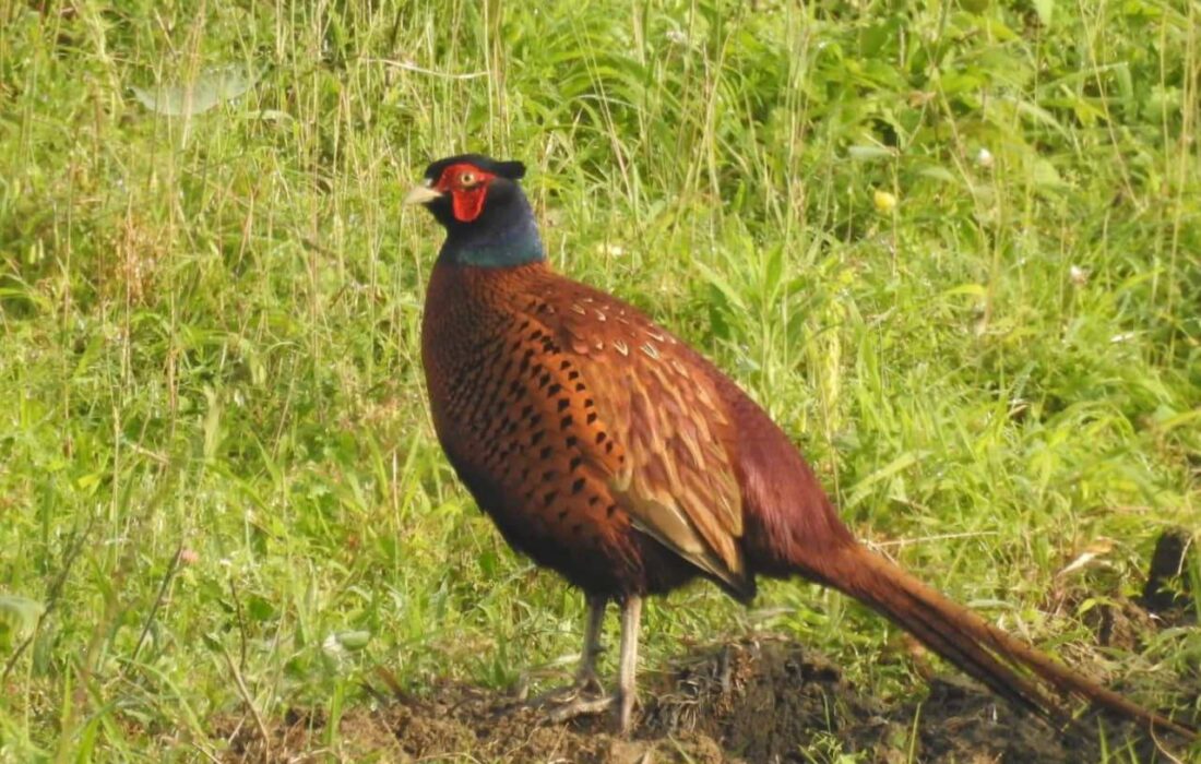 آغاز سرشماری پاییزه قرقاول خزری در زیستگاه‌های صومعه‌سرا