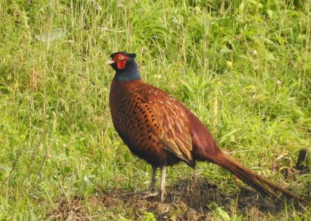 آغاز سرشماری پاییزه قرقاول خزری در زیستگاه‌های صومعه‌سرا