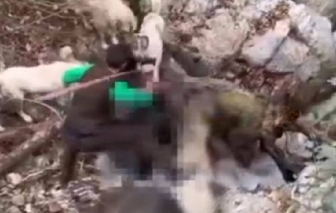 صدور حکم جلب حیوان‌آزار در ماسال؛ واکنش سریع و قاطع دستگاه قضایی و محیط زیست