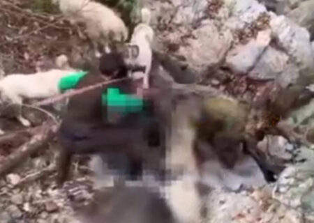 صدور حکم جلب حیوان‌آزار در ماسال؛ واکنش سریع و قاطع دستگاه قضایی و محیط زیست