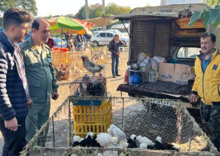 پایش مستمر بازارهای محلی ماسال و شاندرمن برای مقابله با آنفلوآنزای پرندگان